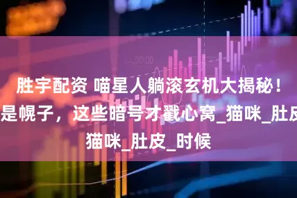 胜宇配资 喵星人躺滚玄机大揭秘！求撸只是幌子，这些暗号才戳心窝_猫咪_肚皮_时候